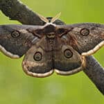 Les papillons de nuit sont-ils dangereux ? 