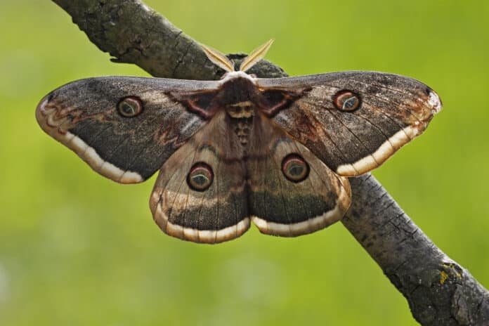 Les papillons de nuit sont-ils dangereux ? 